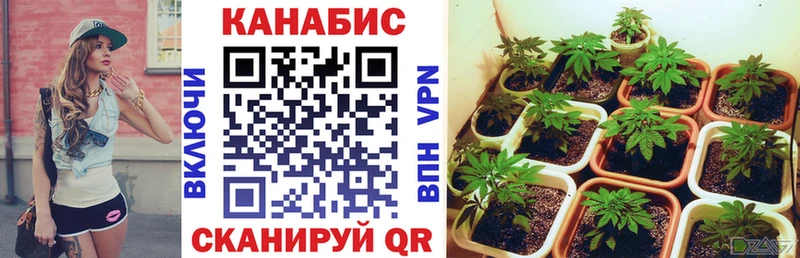 Бошки марихуана план  мориарти как зайти  Горячеводский  сколько стоит 